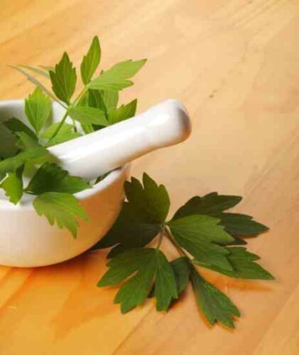 Plant Profile: Lovage Herb